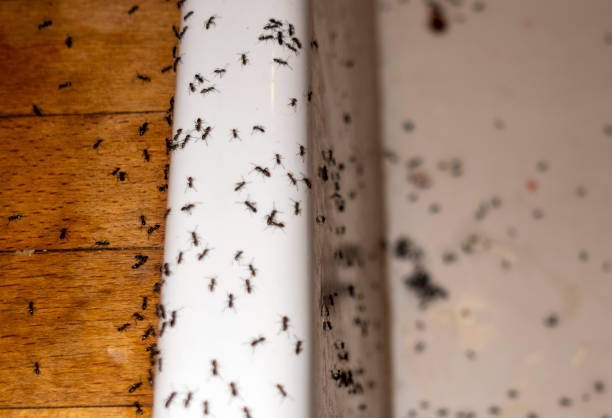 Spider Control Near Me in Springmont, PA