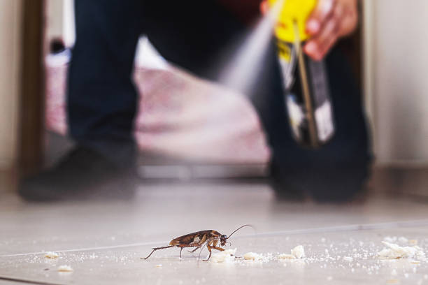 Best Affordable Pest Control Services  in Springmont, PA