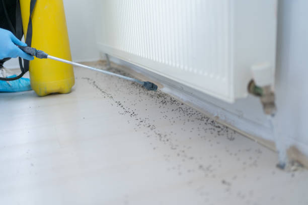 Best Pest Control Near Me  in Springmont, PA